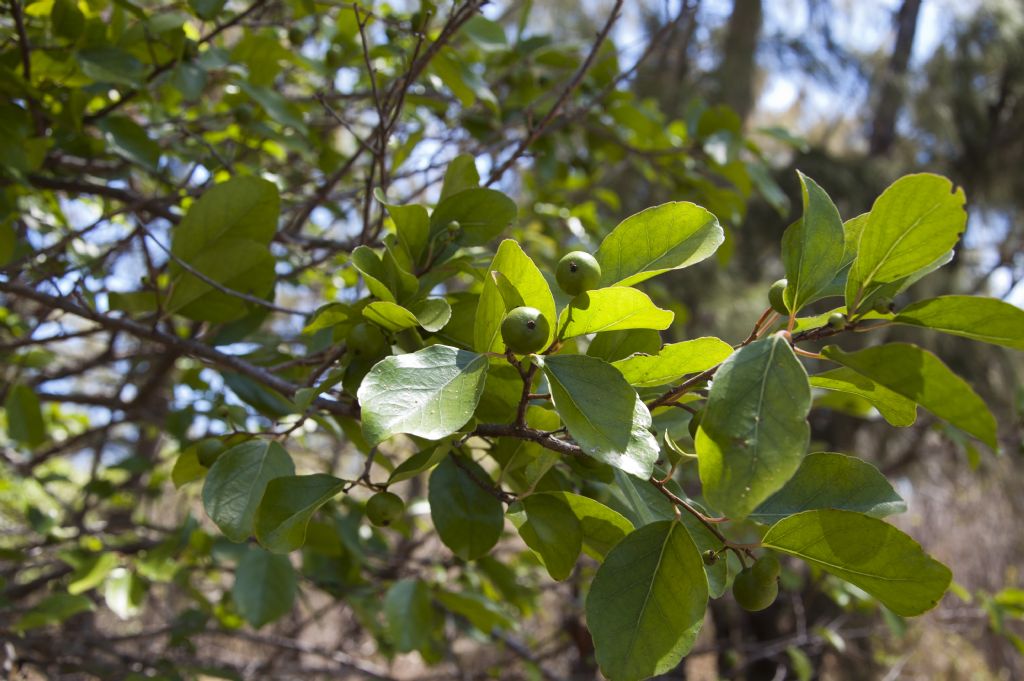 Flacourtia indica e Scaevola taccada - Mauritius